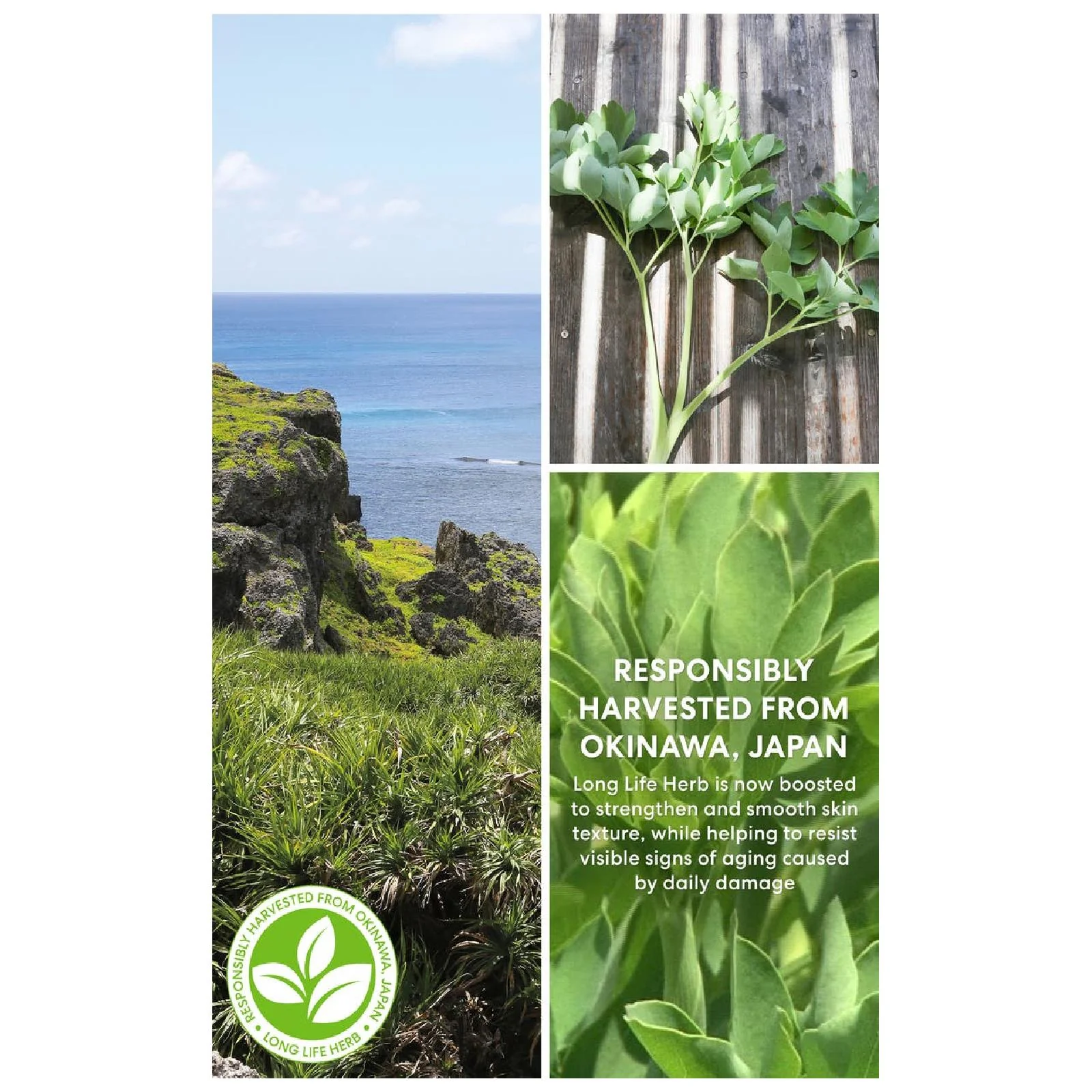 Bareminerals Skinlongevity Long Life Herb Serum - Image 10