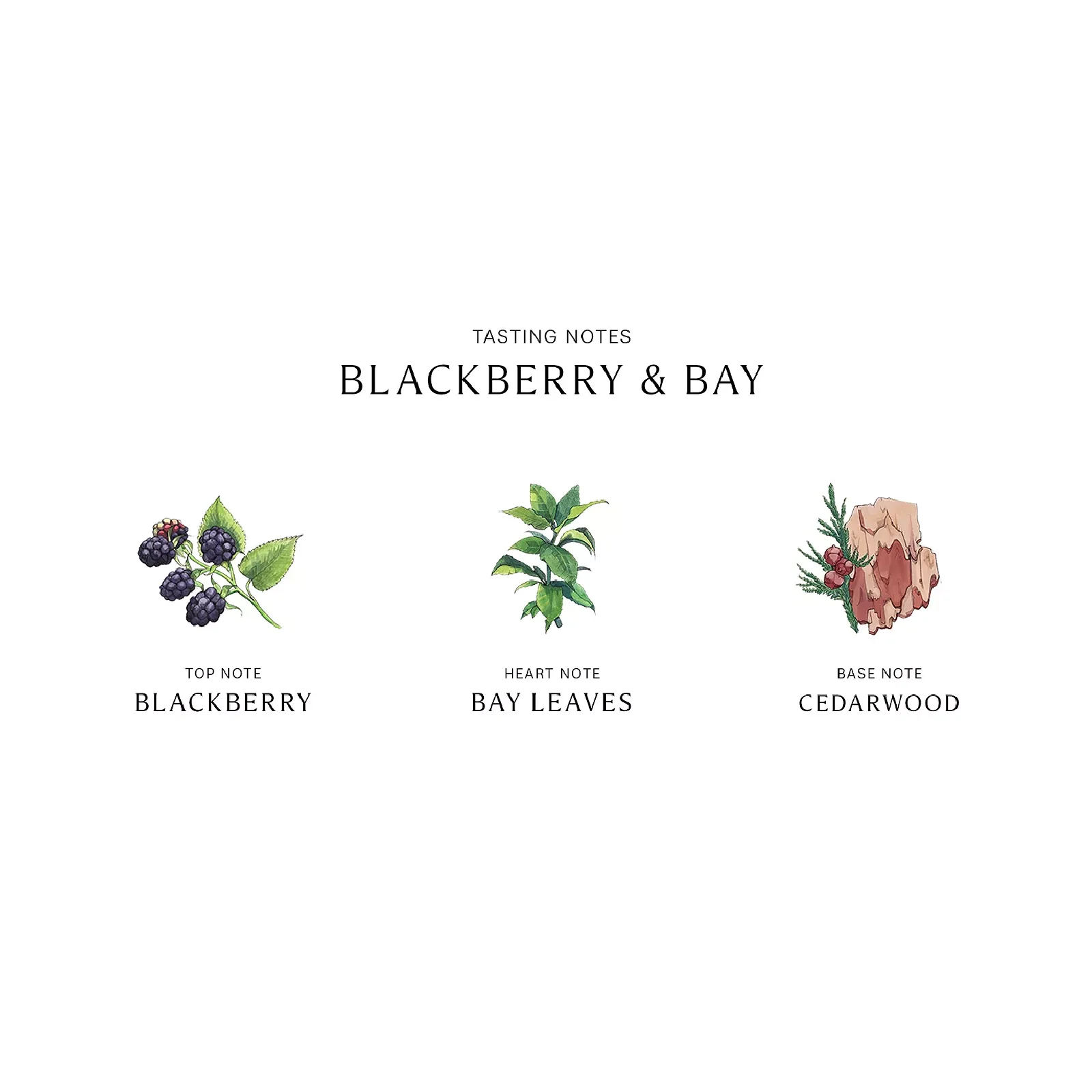 Jo Malone Blackberry & Bay Cologne Eau de Cologne for Women - Image 4